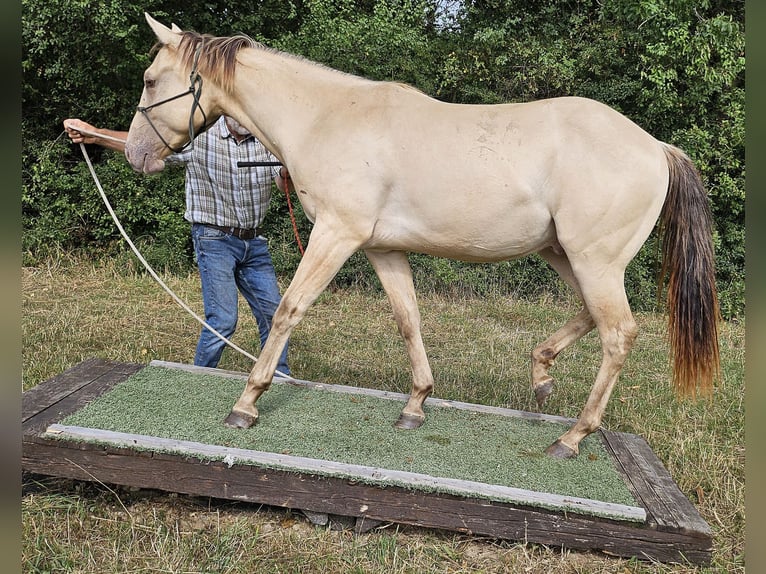 American Quarter Horse Wallach 3 Jahre 146 cm Champagne in Müglitztal