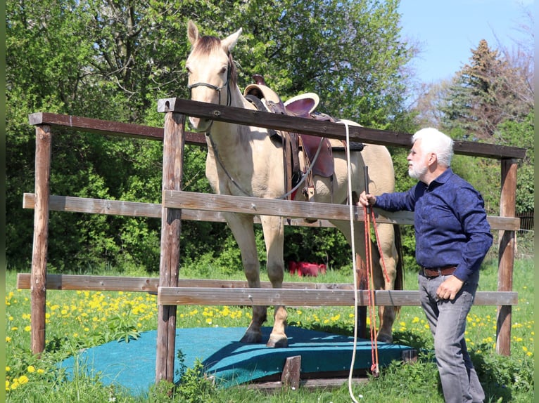 American Quarter Horse Wallach 3 Jahre 146 cm Champagne in Müglitztal