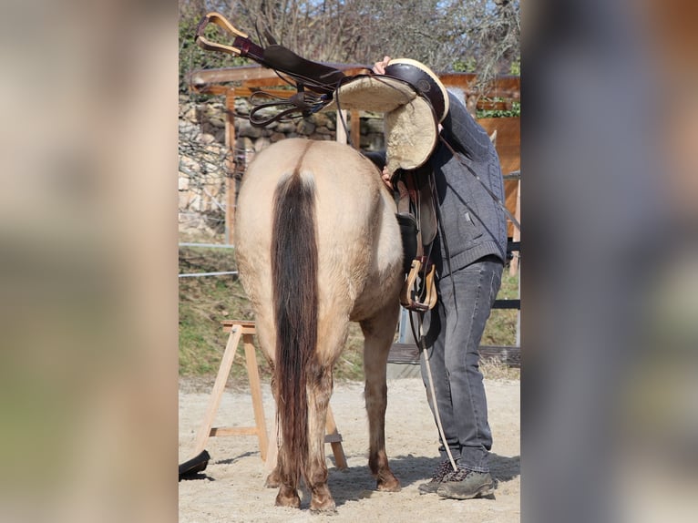 American Quarter Horse Wallach 3 Jahre 146 cm Champagne in Müglitztal
