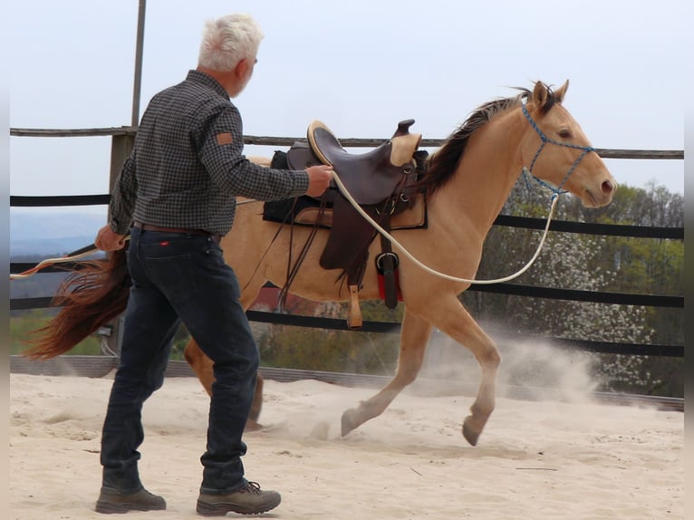 American Quarter Horse Wallach 3 Jahre 146 cm Champagne in Müglitztal