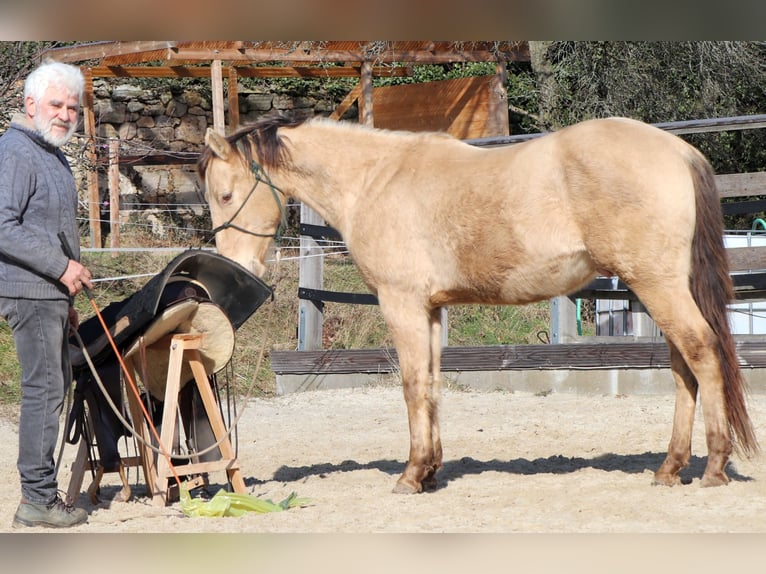 American Quarter Horse Wallach 3 Jahre 146 cm Champagne in Müglitztal