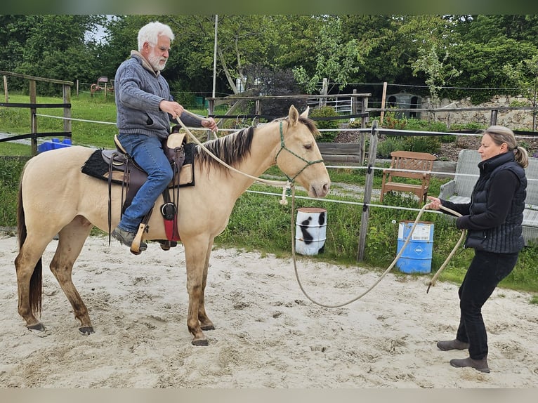 American Quarter Horse Wallach 3 Jahre 146 cm Champagne in Müglitztal