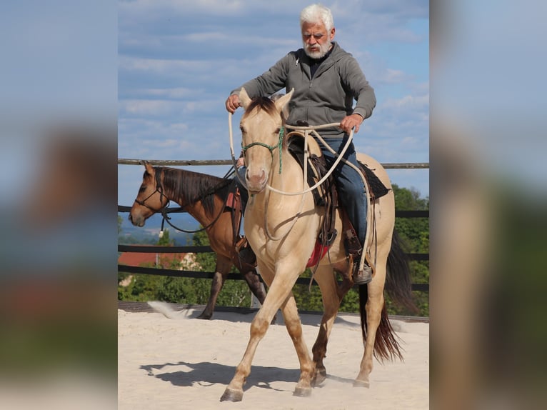 American Quarter Horse Wallach 3 Jahre 146 cm Champagne in Müglitztal