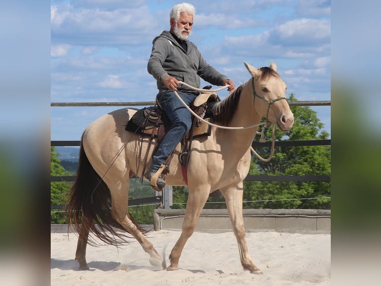 American Quarter Horse Wallach 3 Jahre 146 cm Champagne in Müglitztal