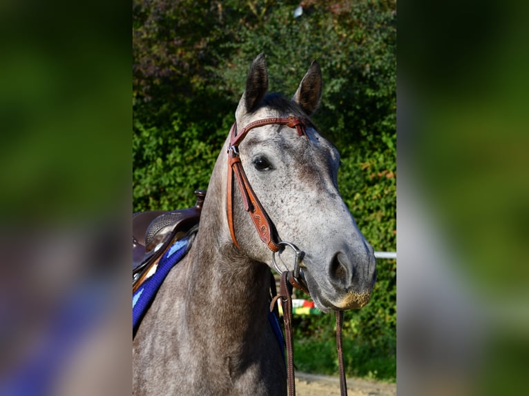 American Quarter Horse Wallach 3 Jahre 147 cm Apfelschimmel in Geilenkirchen