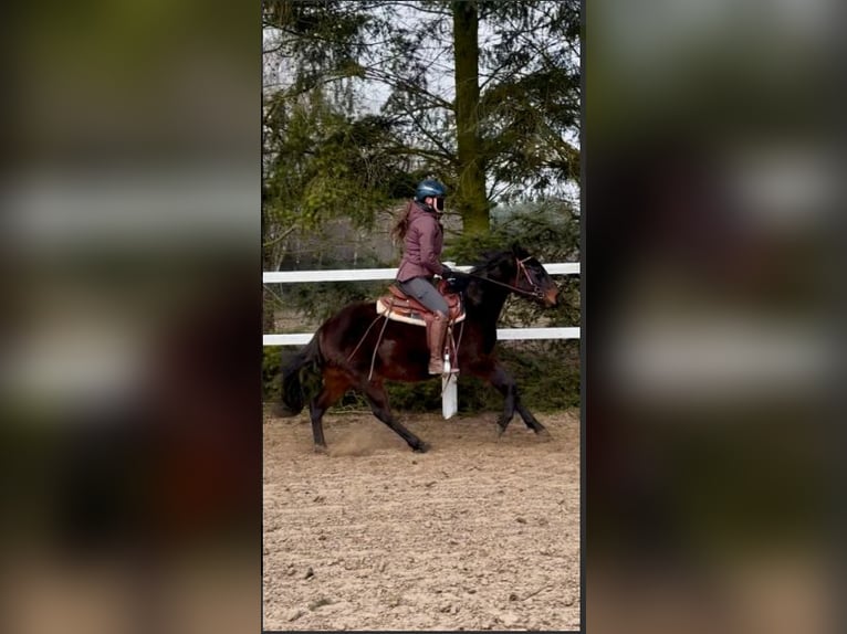 American Quarter Horse Wallach 3 Jahre 147 cm Brauner in Fincken