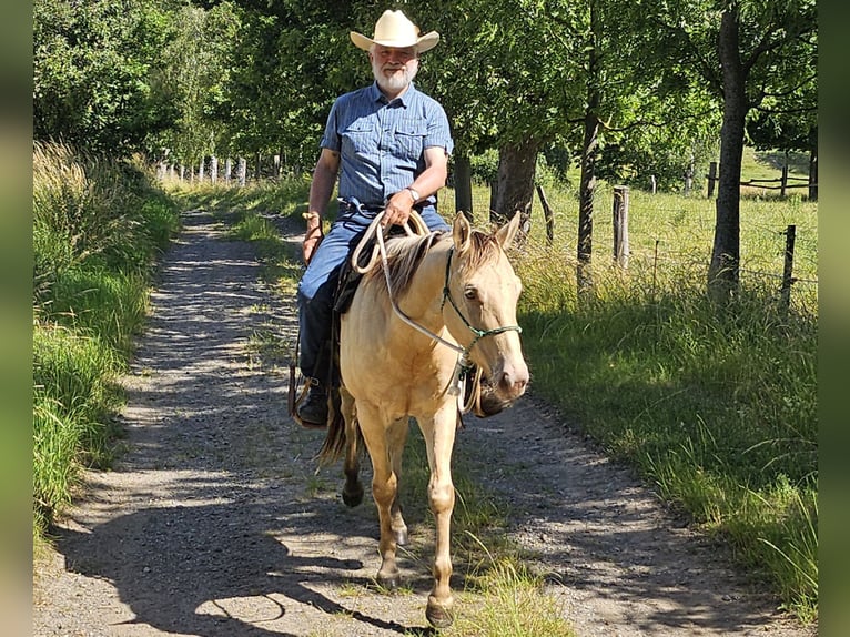American Quarter Horse Wallach 3 Jahre 147 cm Champagne in M&#xFC;glitztal
