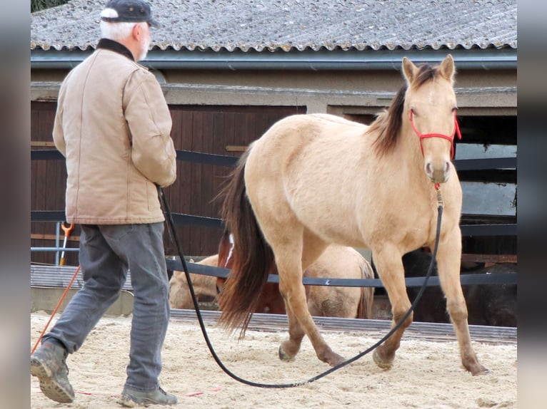 American Quarter Horse Wallach 3 Jahre 147 cm Champagne in M&#xFC;glitztal