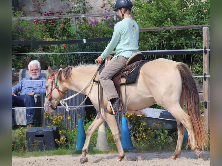 American Quarter Horse Wallach 3 Jahre 147 cm Champagne in M&#xFC;glitztal