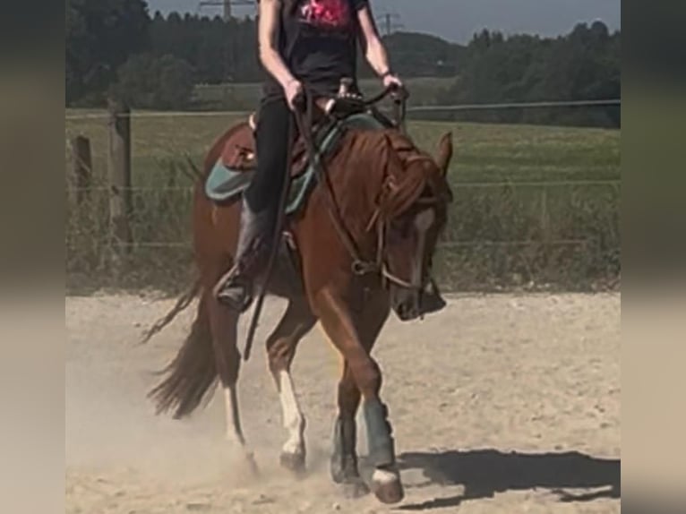 American Quarter Horse Wallach 3 Jahre 147 cm Dunkelfuchs in Wasserburg am Inn