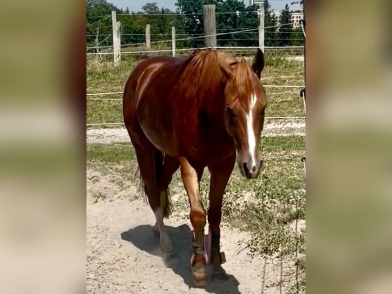 American Quarter Horse Wallach 3 Jahre 147 cm Dunkelfuchs in Wasserburg am Inn