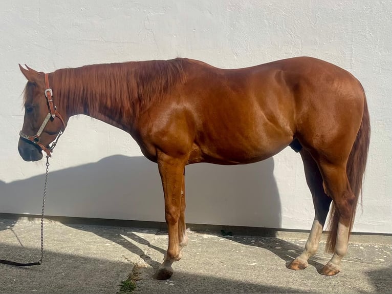 American Quarter Horse Wallach 3 Jahre 147 cm Dunkelfuchs in Wasserburg am Inn