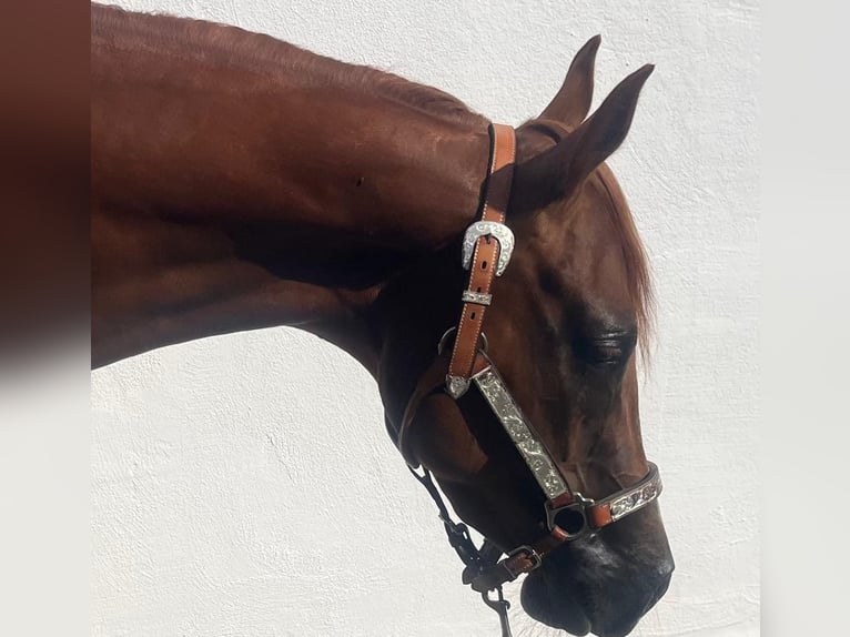 American Quarter Horse Wallach 3 Jahre 147 cm Dunkelfuchs in Wasserburg am Inn