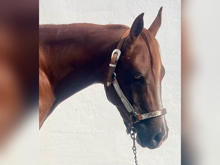 American Quarter Horse Wallach 3 Jahre 147 cm Dunkelfuchs in Wasserburg am Inn