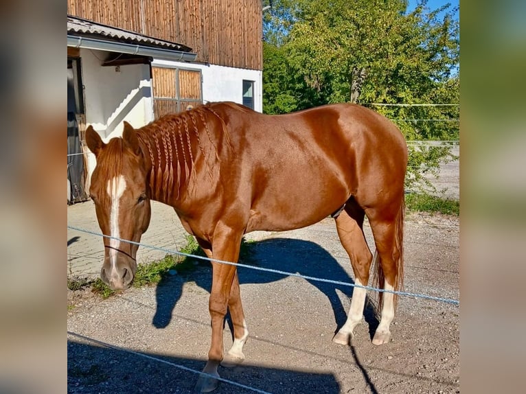 American Quarter Horse Wallach 3 Jahre 147 cm Dunkelfuchs in Wasserburg am Inn
