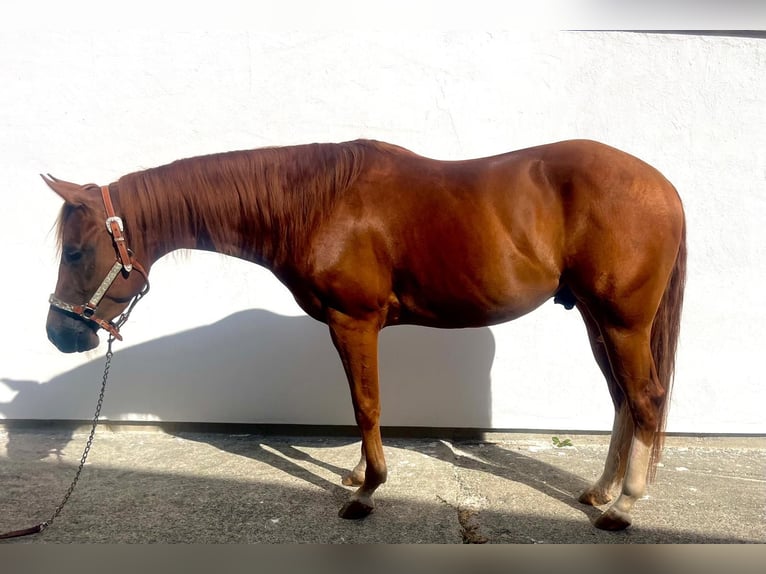 American Quarter Horse Wallach 3 Jahre 147 cm Dunkelfuchs in Wasserburg am Inn