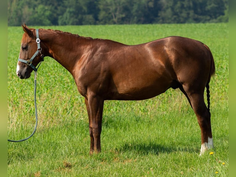 American Quarter Horse Wallach 3 Jahre 147 cm Dunkelfuchs in Kappelen
