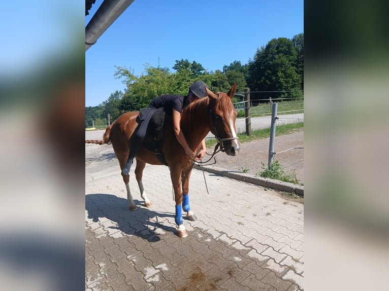 American Quarter Horse Wallach 3 Jahre 147 cm Fuchs in Wasserburg am Inn