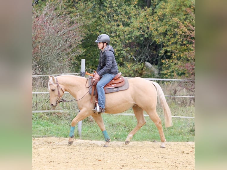 American Quarter Horse Wallach 3 Jahre 147 cm Palomino in Greifenstein