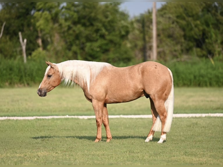 American Quarter Horse Wallach 3 Jahre 147 cm Palomino in Waco, TX