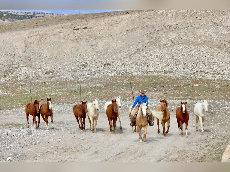 American Quarter Horse Wallach 3 Jahre 147 cm Palomino in Ogden