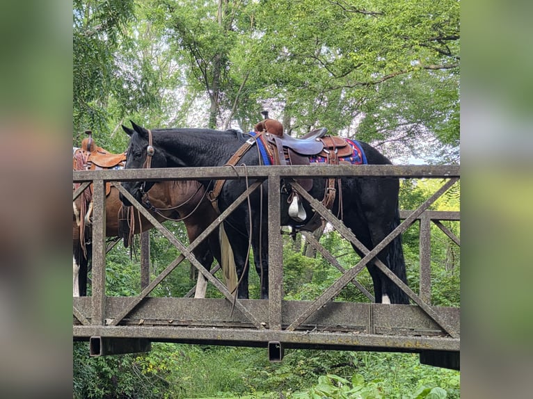American Quarter Horse Wallach 3 Jahre 147 cm Rappe in Bedford