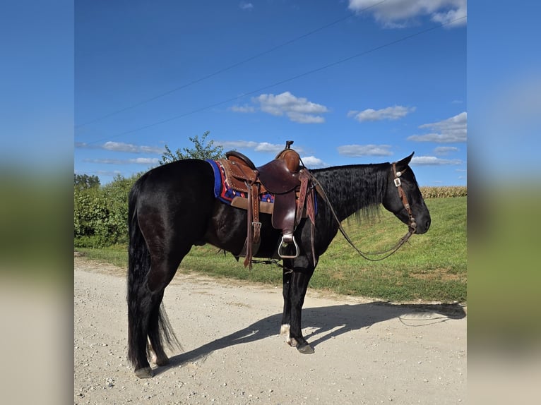 American Quarter Horse Wallach 3 Jahre 147 cm Rappe in Bedford