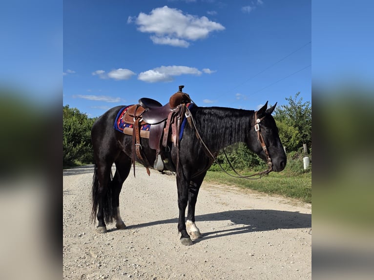 American Quarter Horse Wallach 3 Jahre 147 cm Rappe in Bedford