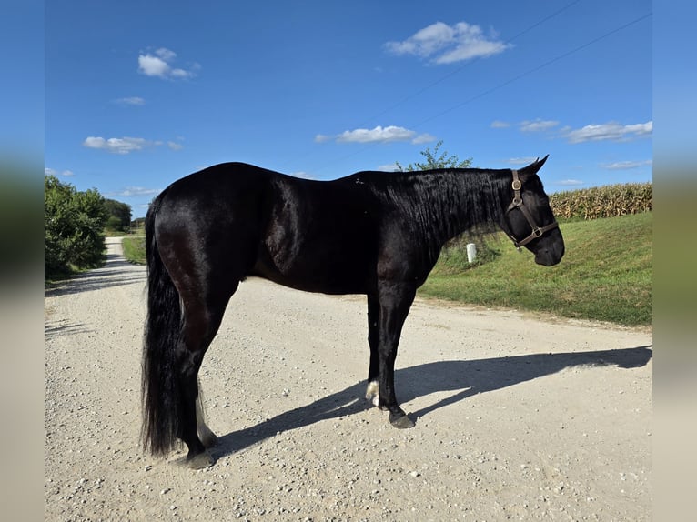 American Quarter Horse Wallach 3 Jahre 147 cm Rappe in Bedford
