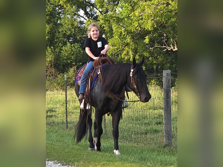 American Quarter Horse Wallach 3 Jahre 147 cm Rappe in Bedford