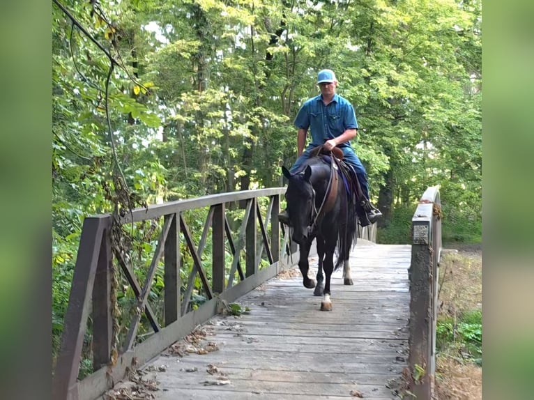 American Quarter Horse Wallach 3 Jahre 147 cm Rappe in Bedford