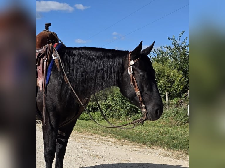American Quarter Horse Wallach 3 Jahre 147 cm Rappe in Bedford