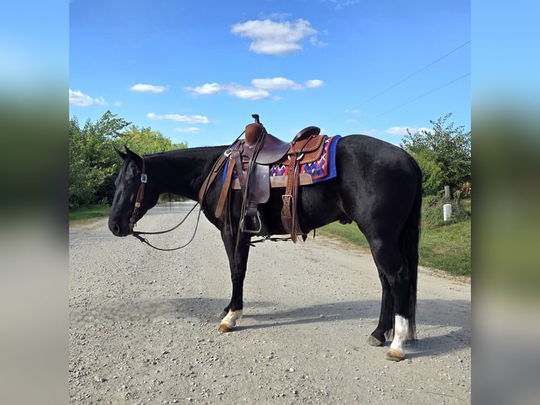 American Quarter Horse Wallach 3 Jahre 147 cm Rappe in Bedford