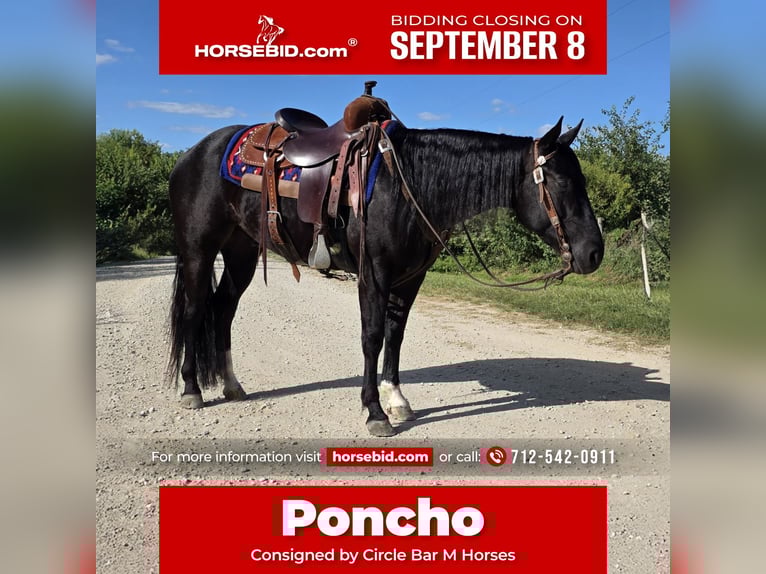 American Quarter Horse Wallach 3 Jahre 147 cm Rappe in Bedford