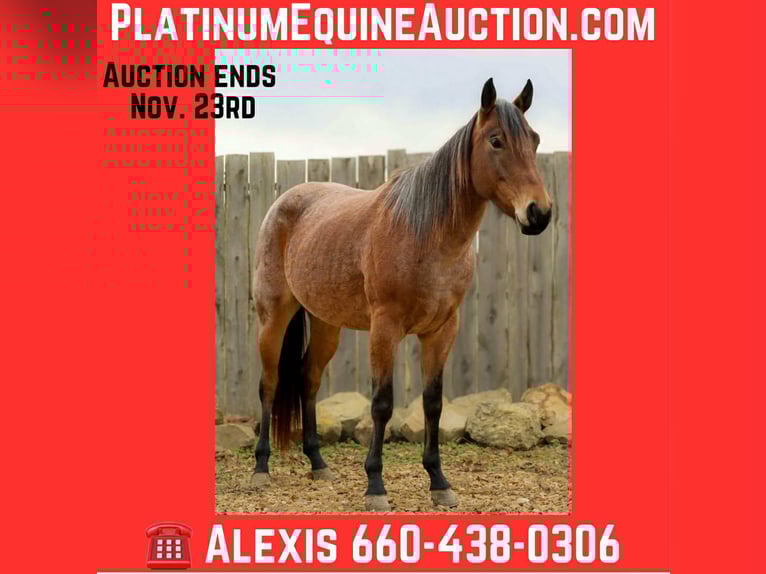 American Quarter Horse Wallach 3 Jahre 147 cm Roan-Bay in Cole Camp MO