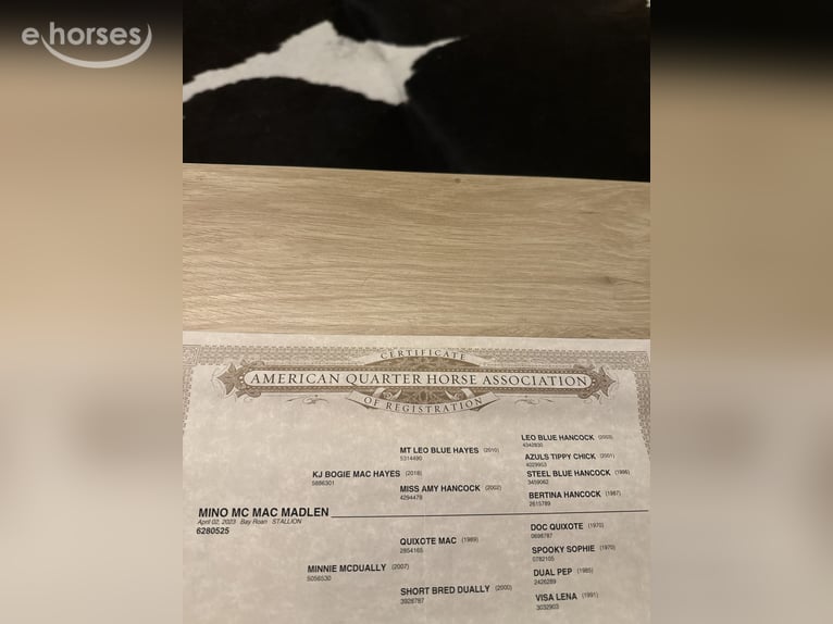 American Quarter Horse Wallach 3 Jahre 147 cm Roan-Bay in Sankt Georgen im Schwarzwald