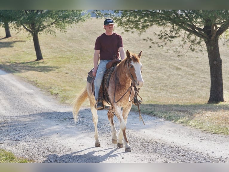 American Quarter Horse Wallach 3 Jahre 147 cm Roan-Red in Rineyville, KY