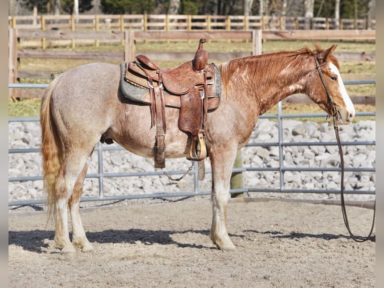 American Quarter Horse Wallach 3 Jahre 147 cm Roan-Red in Rineyville, KY