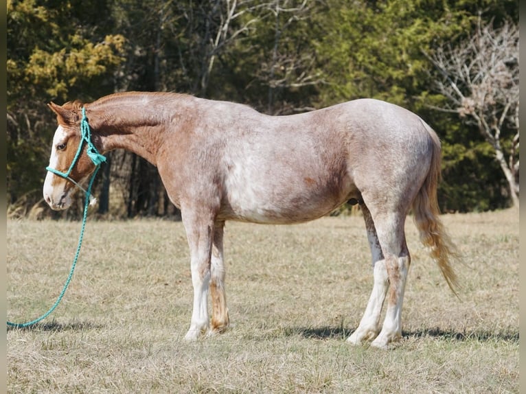 American Quarter Horse Wallach 3 Jahre 147 cm Roan-Red in Rineyville, KY