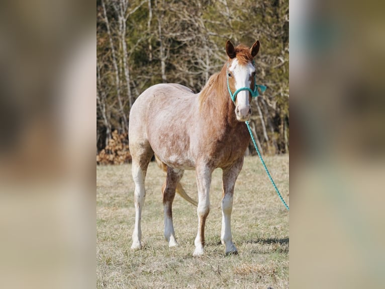 American Quarter Horse Wallach 3 Jahre 147 cm Roan-Red in Rineyville, KY