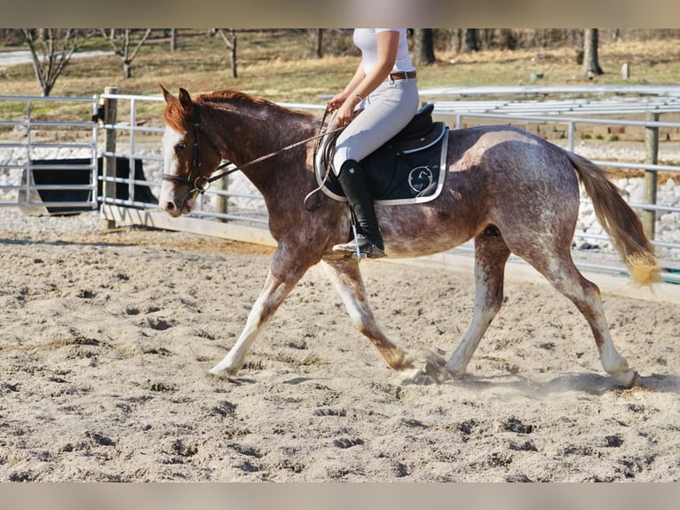 American Quarter Horse Wallach 3 Jahre 147 cm Roan-Red in Rineyville, KY