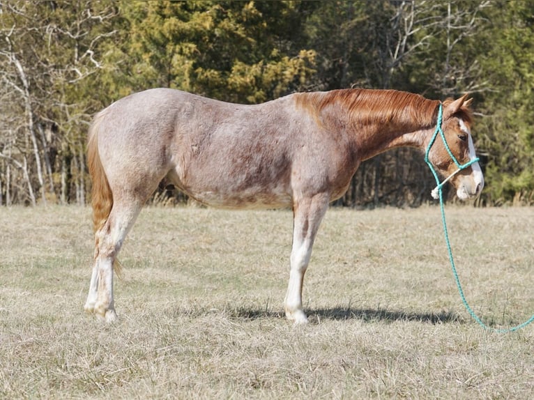 American Quarter Horse Wallach 3 Jahre 147 cm Roan-Red in Rineyville, KY