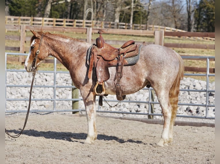 American Quarter Horse Wallach 3 Jahre 147 cm Roan-Red in Rineyville, KY