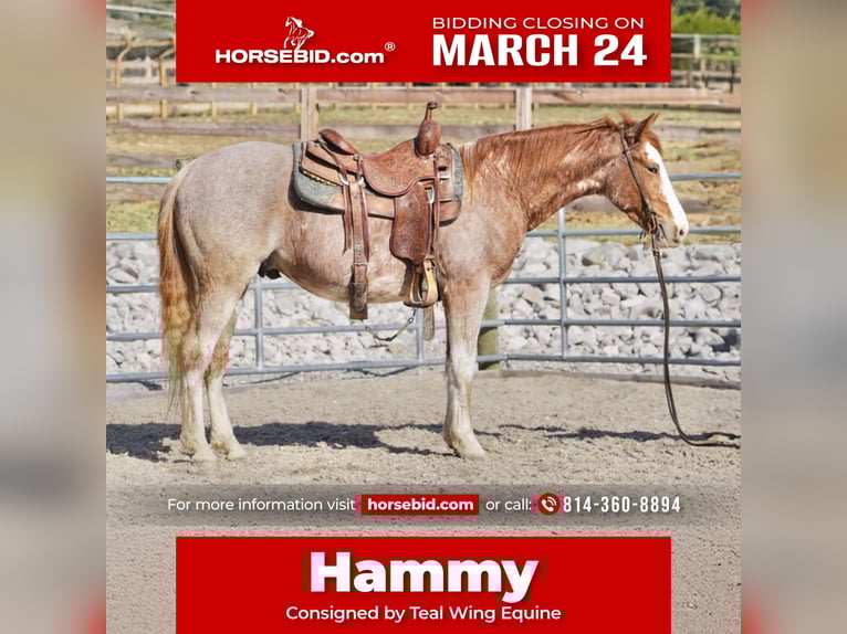 American Quarter Horse Wallach 3 Jahre 147 cm Roan-Red in Rineyville, KY