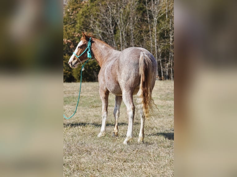 American Quarter Horse Wallach 3 Jahre 147 cm Roan-Red in Rineyville, KY