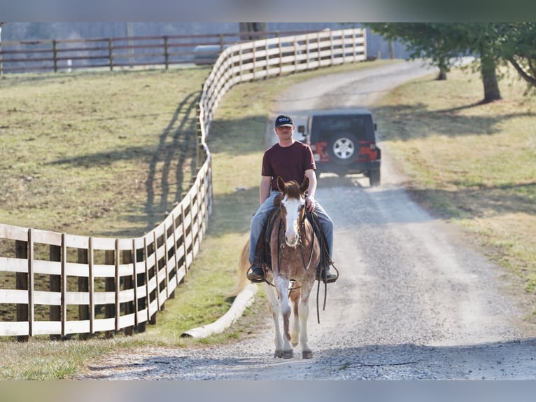 American Quarter Horse Wallach 3 Jahre 147 cm Roan-Red in Rineyville, KY