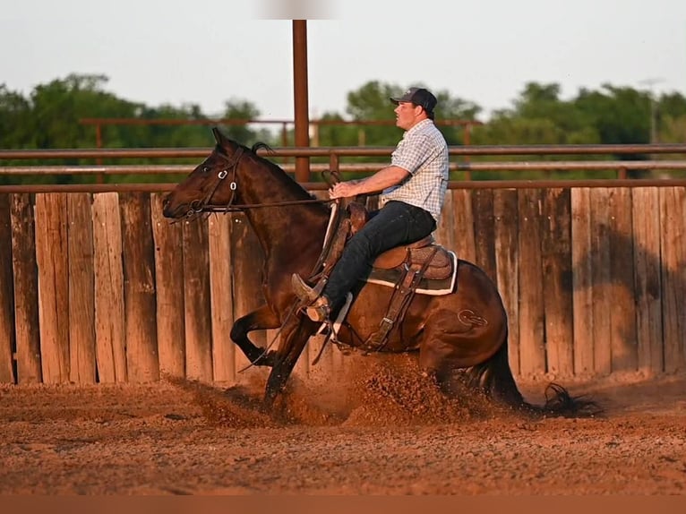 American Quarter Horse Wallach 3 Jahre 147 cm Rotbrauner in Waco