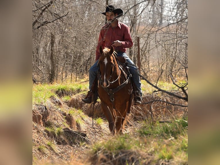 American Quarter Horse Wallach 3 Jahre 147 cm Rotfuchs in Stephenville
