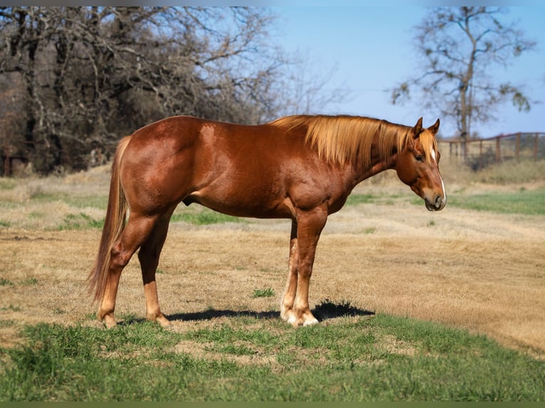 American Quarter Horse Wallach 3 Jahre 147 cm Rotfuchs in Stephenville