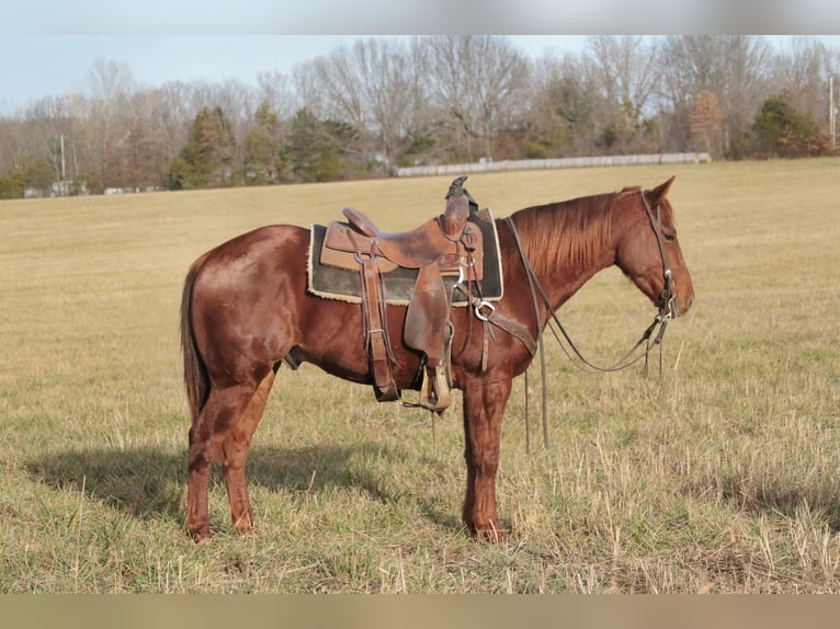 American Quarter Horse Wallach 3 Jahre 147 cm Rotfuchs in Mount Vernon